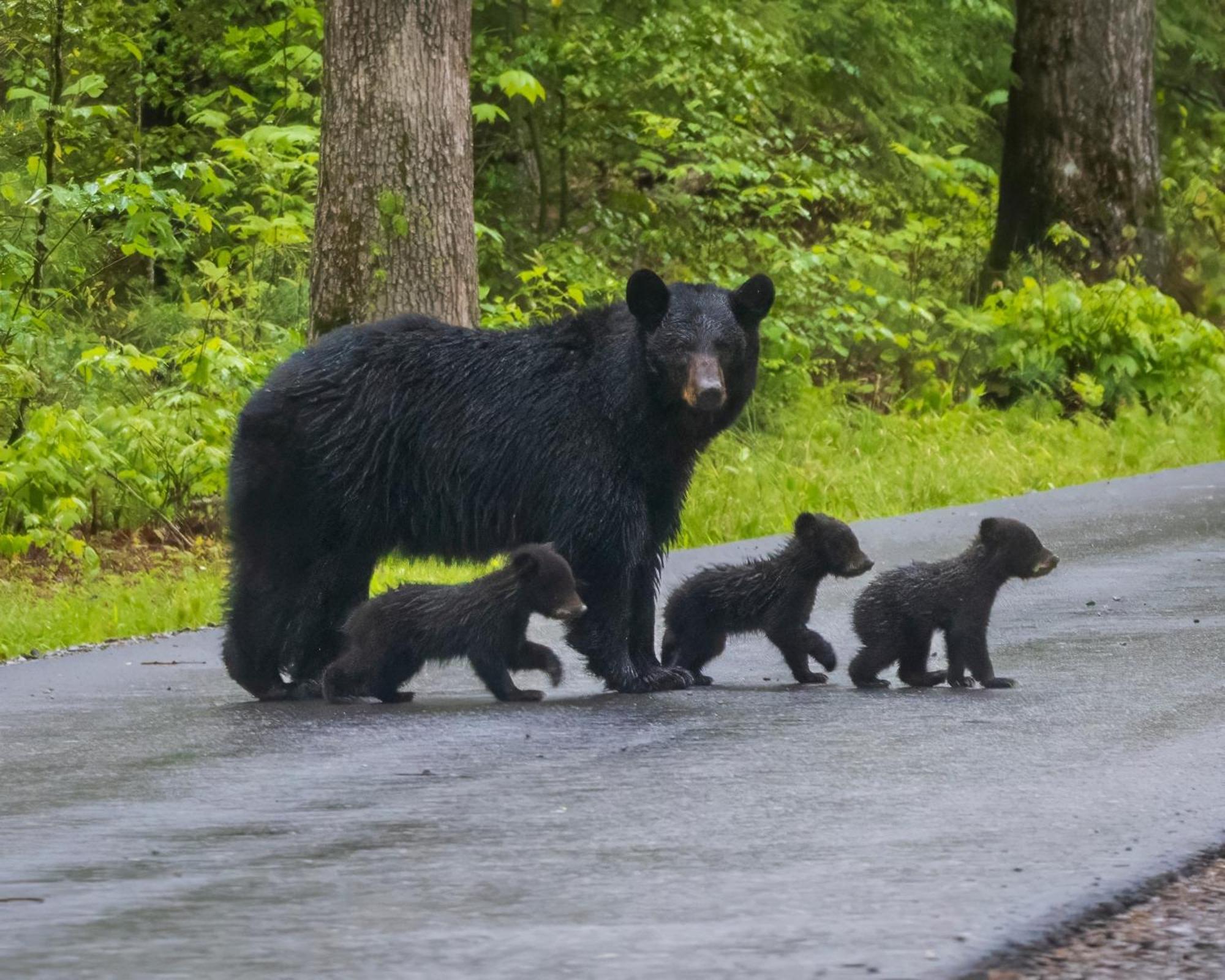 Her Majesty'S Way, Awesome Mtn Views, 1089 Free Tickets Each Paid Day, Dollywood And More Gatlinburg Εξωτερικό φωτογραφία